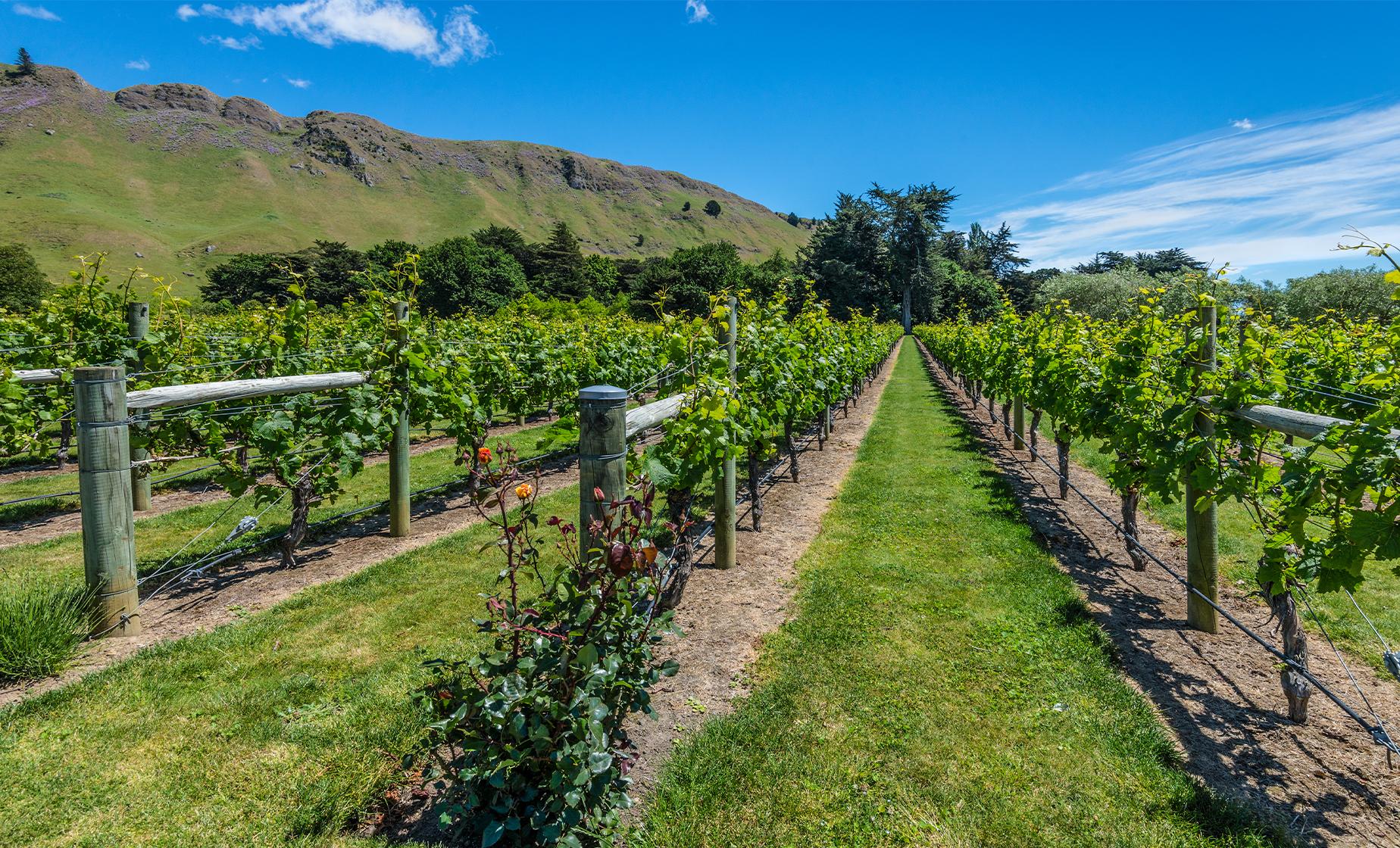 New Zealand Wine Tours: A Journey Through Vineyards